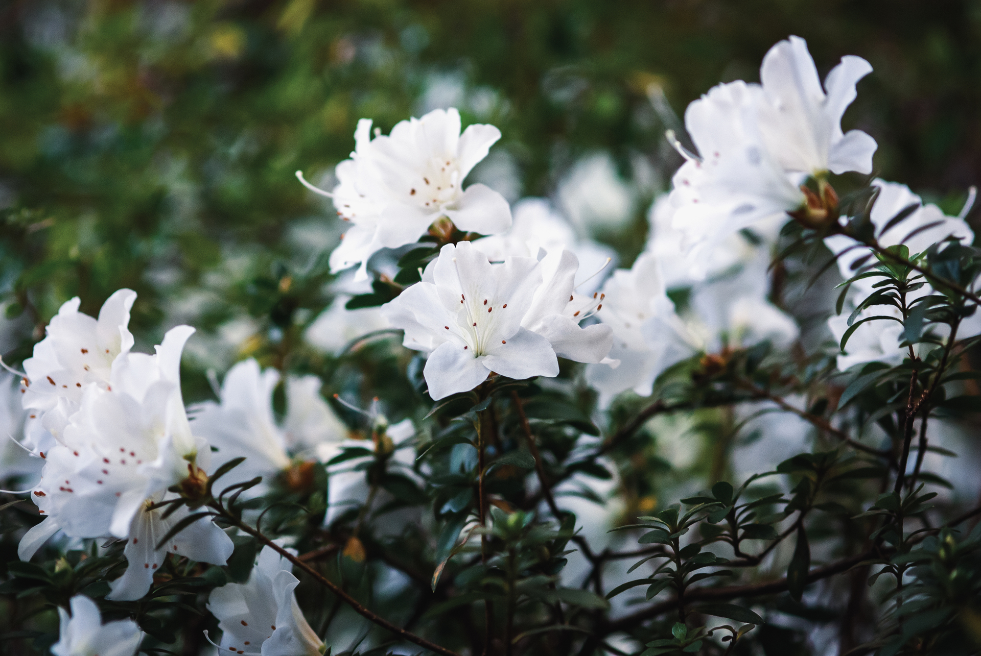 Biały rododendron kwitnie w ogrodzie