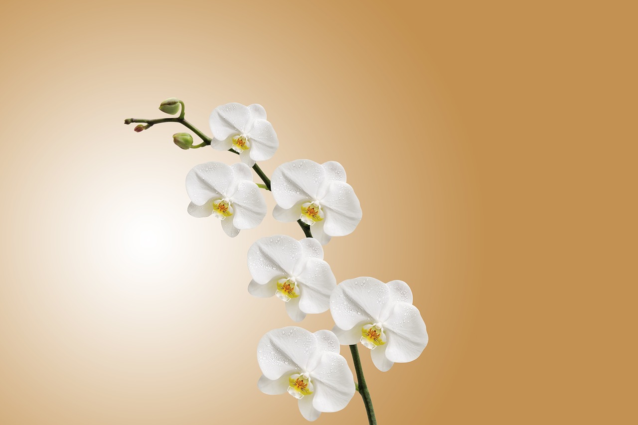 Białe kwiaty storczyka