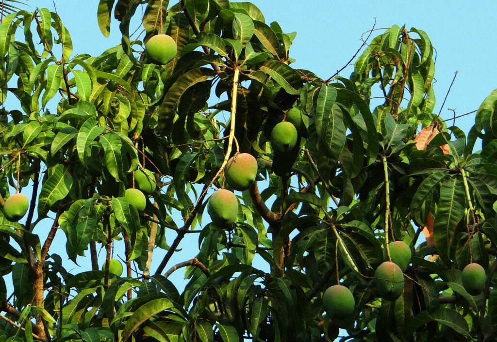 Drzewo mango z owocami