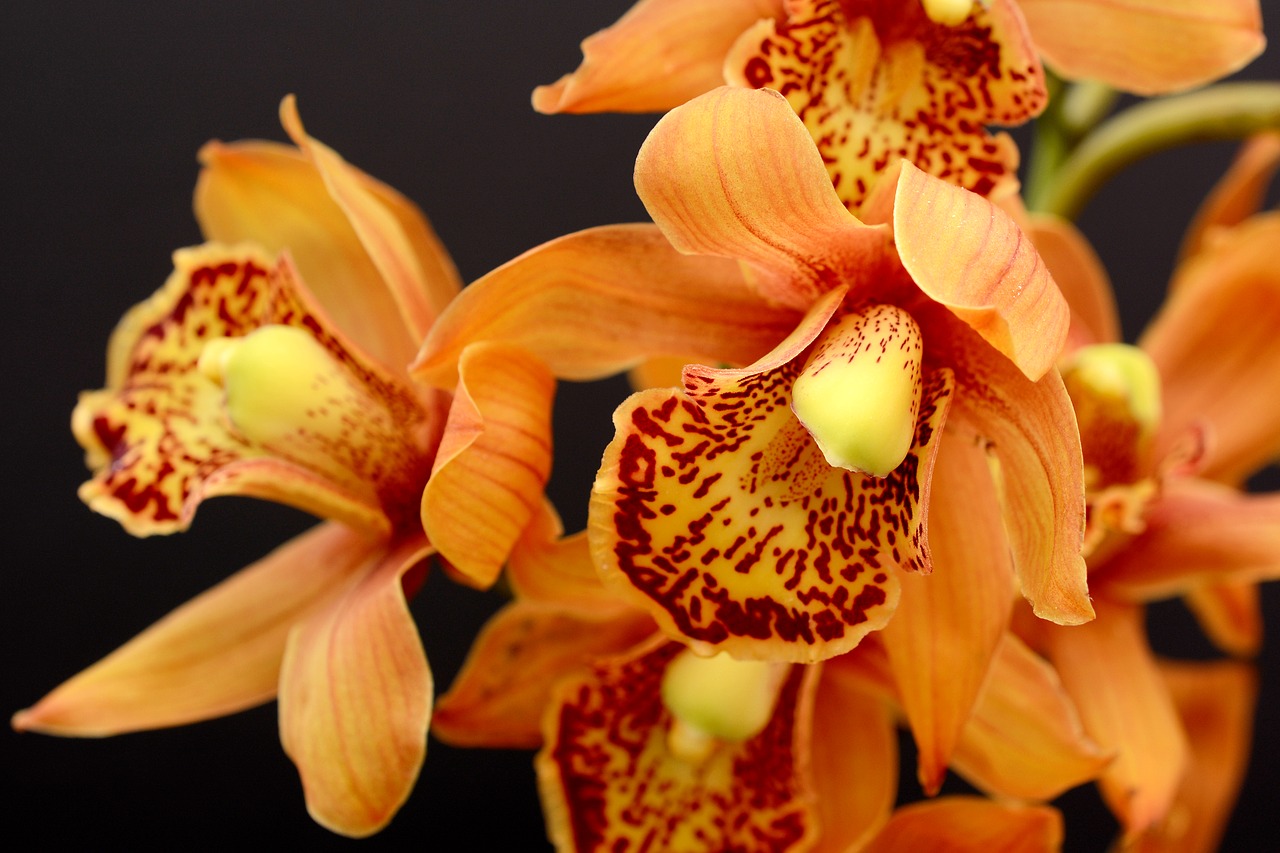 Pomarańczowa orchidea
