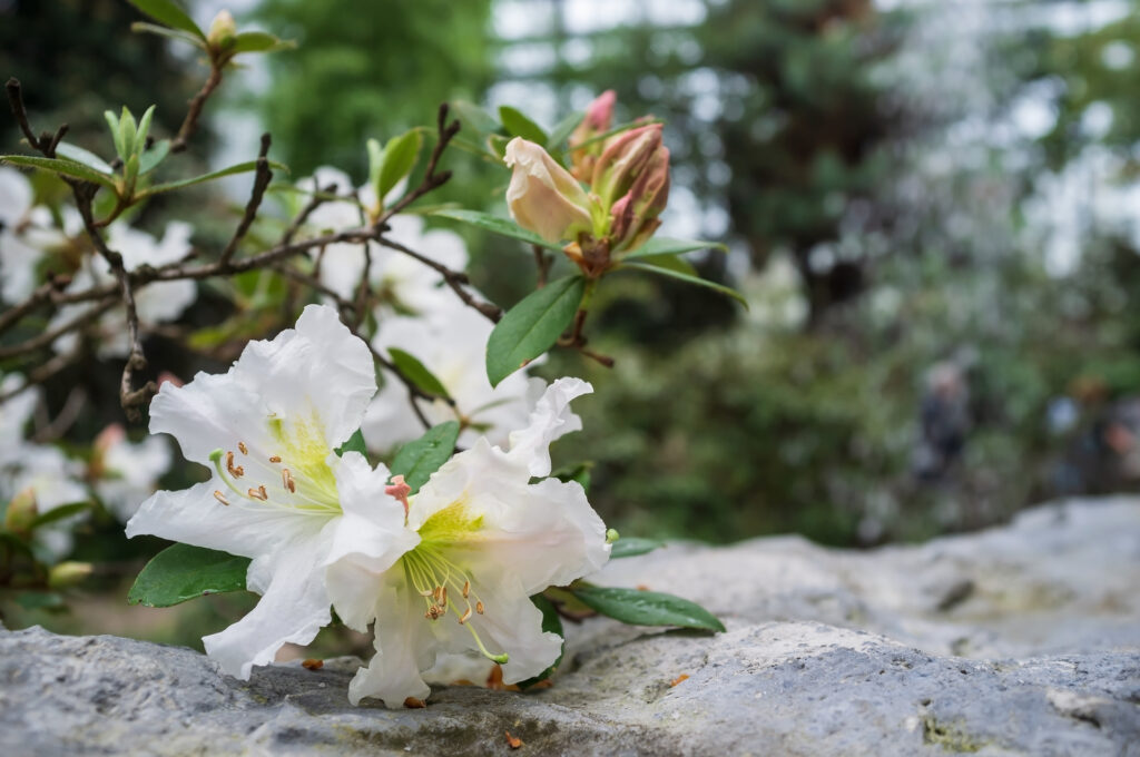 Posadzony biały rododendron w ogrodzie