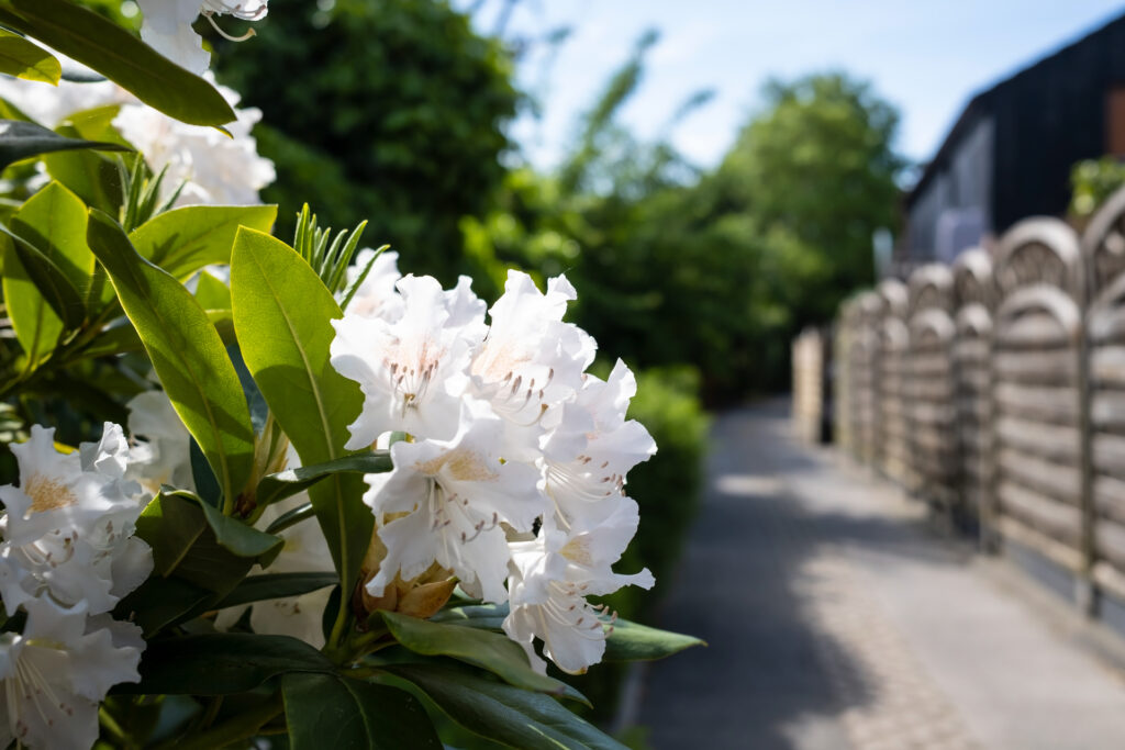 Biały rododendron rośnie w ogrodzie
